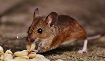 24 Hour & Emergency Exterminators in Hershey, PA